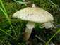 Piruló galóca (Amanita rubescens), Zemplén